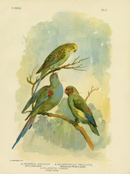 Swift Lorikeet, 1891
